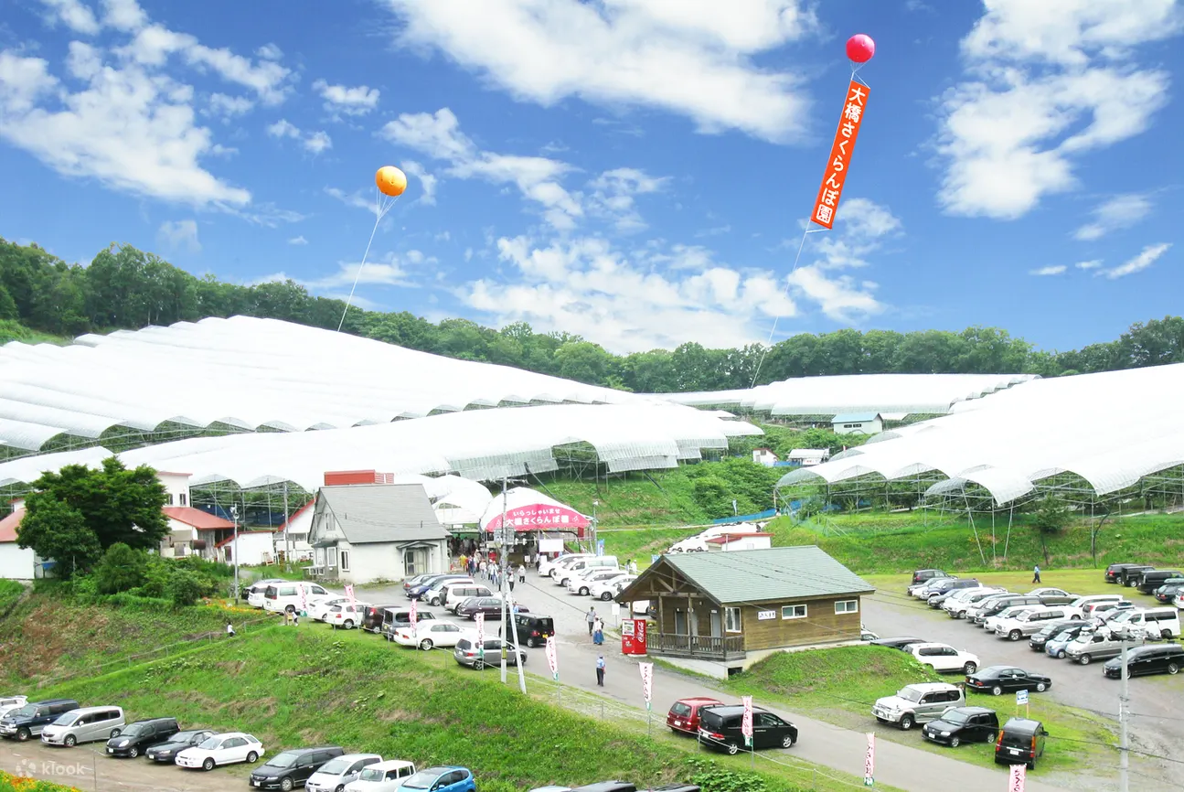 観光農園さくらんぼ山 さくらんぼ狩り入園引換券